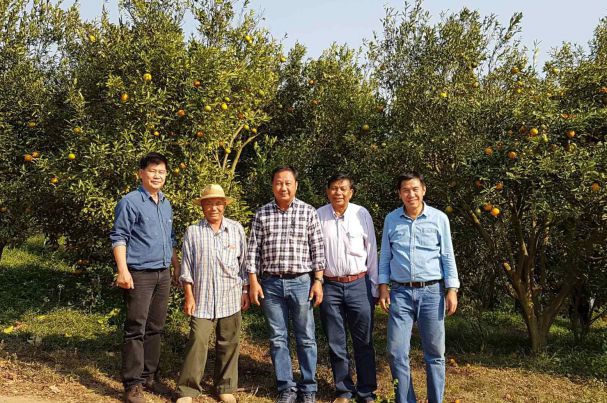 Plant revitalization of citrus 