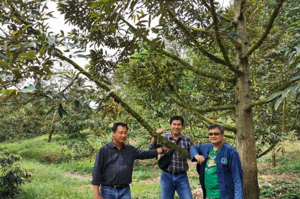 Improve shabby durian tree