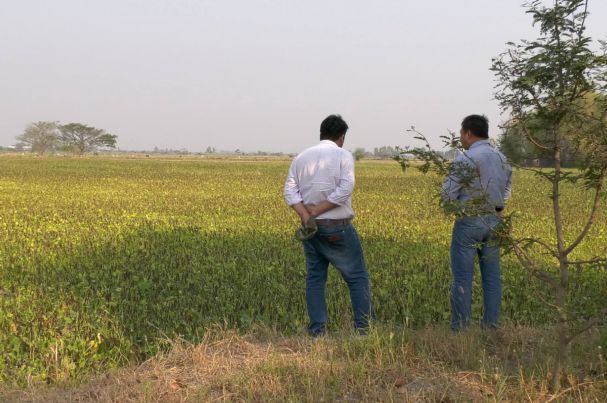 Develop Mung Bean planting under drought condition